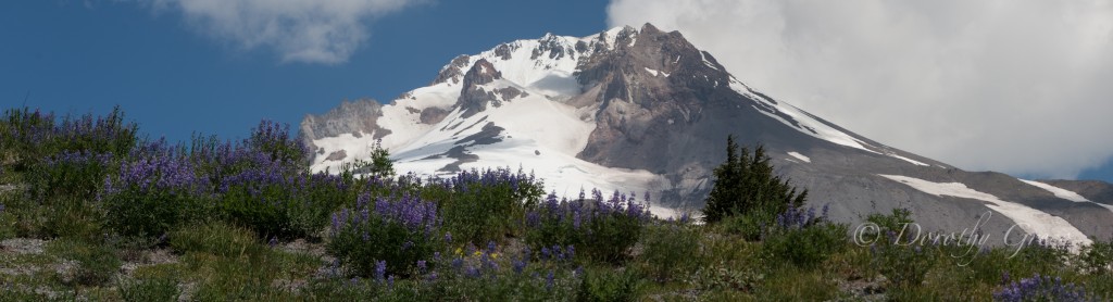 Mt. Hood