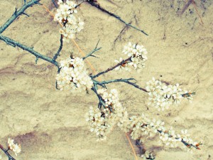 Sand/blossom