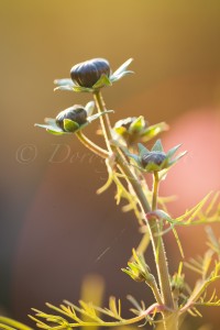 Cosmos bud