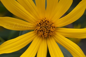 Jerusalem Artichoke