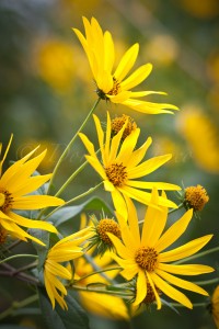 Jerusalem Artichoke