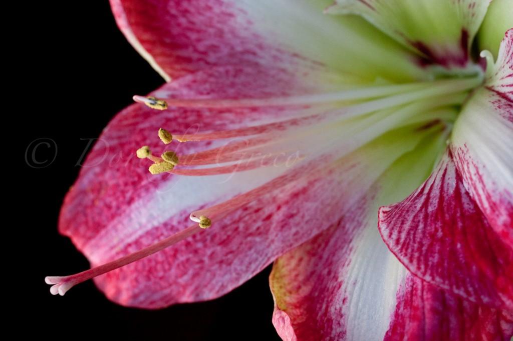 amaryllis_Jan2011_0061_©DGreco