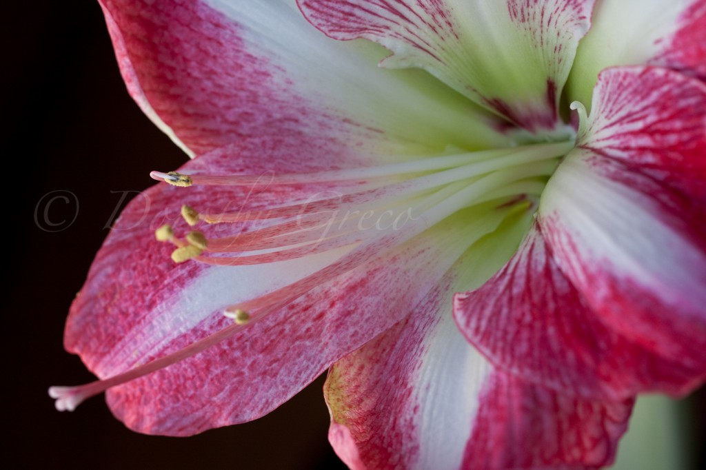 amaryllis_Jan2011_0061_©DGreco-4