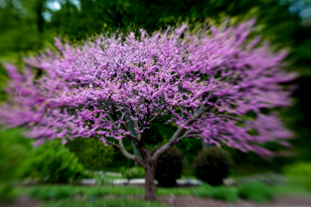 arboretum-May05110059-3