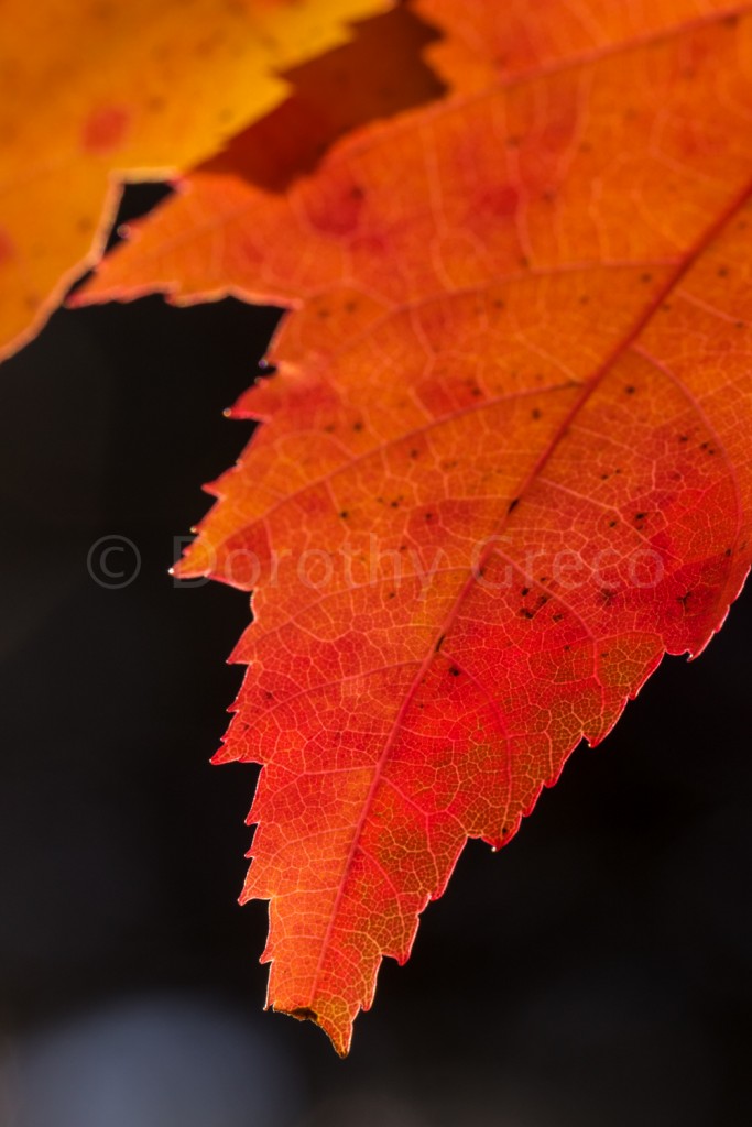 fall leaves-Oct-1015-138-©DGreco-2