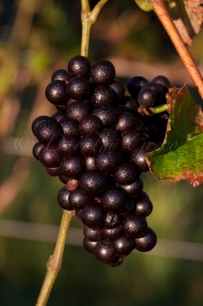 grapes-September18110012