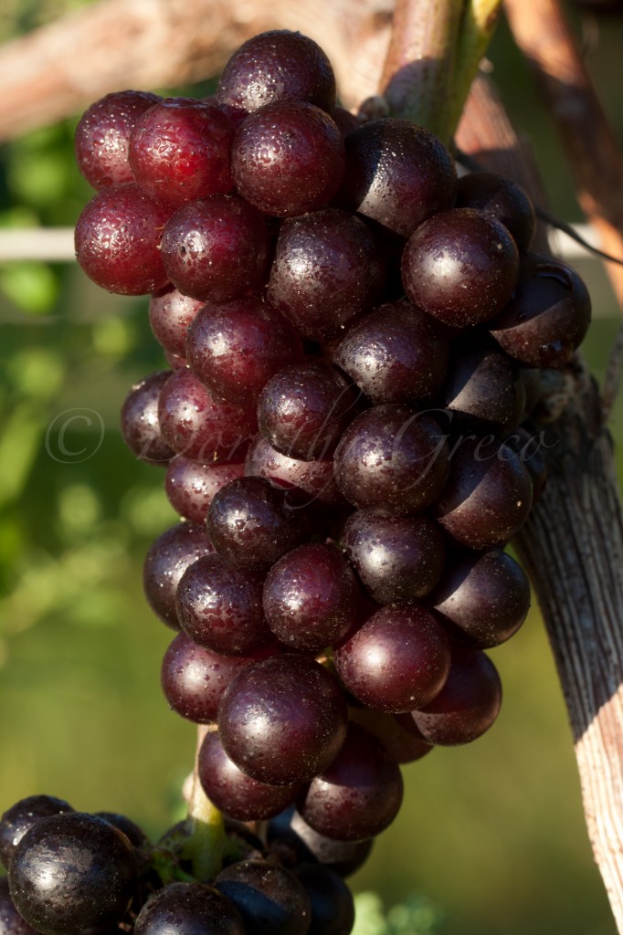 grapes-September18110050