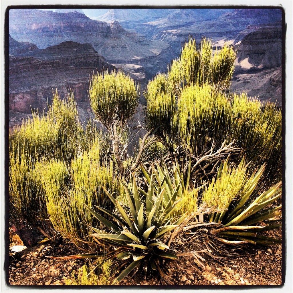 Grand Canyon