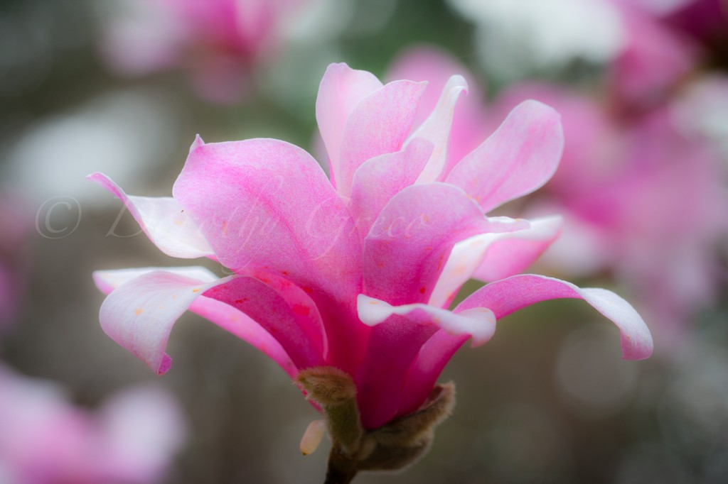 magnolia-Mar-0312-022-©DGreco