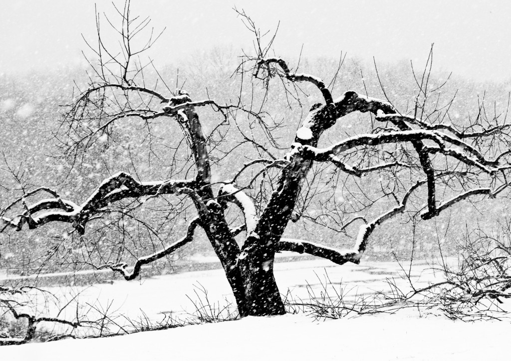 orchard_Feb2010_0014_©DGreco-40-Edit-2-Edit