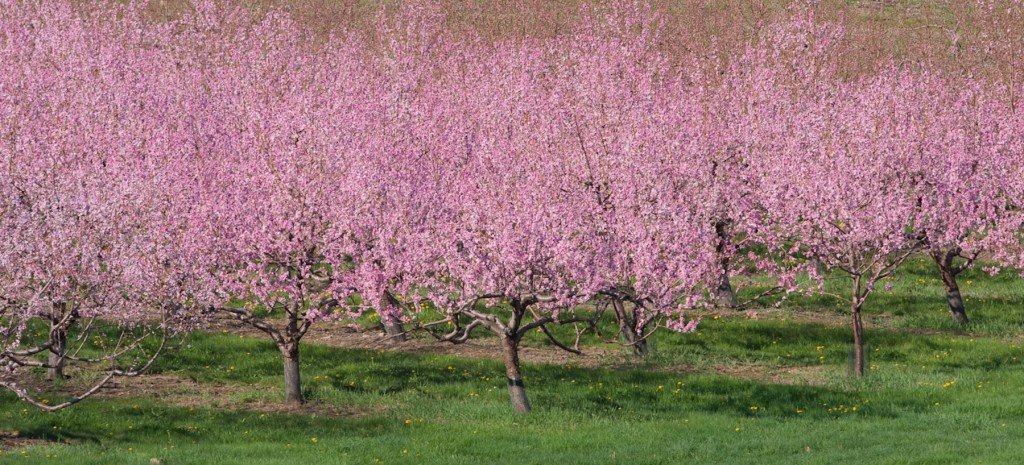 nectarine blossoms