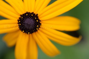 Black eyed susan