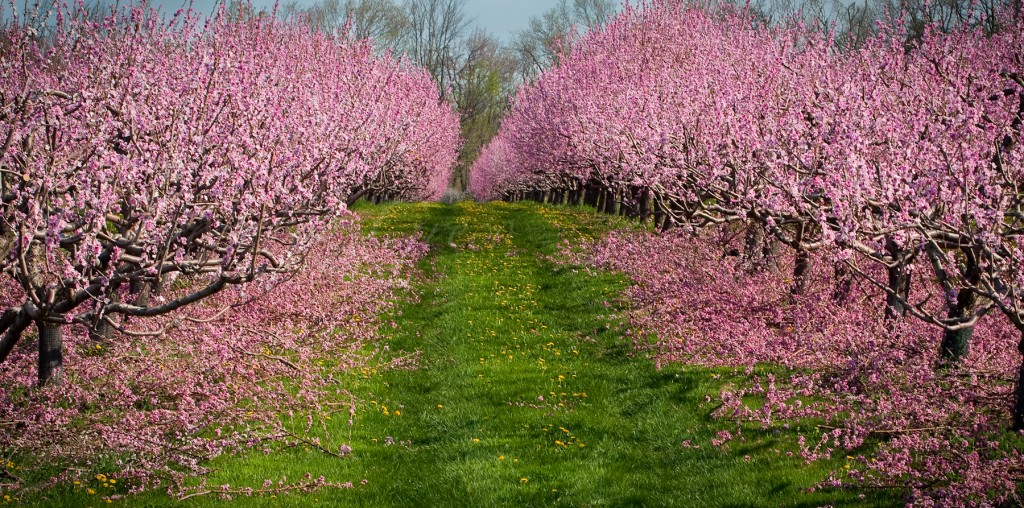 orchard blossoms