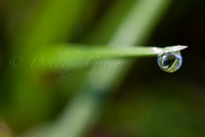 Dew on grass