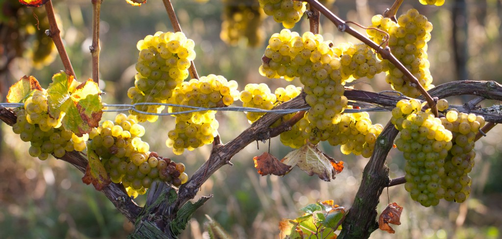 Riesling grapes