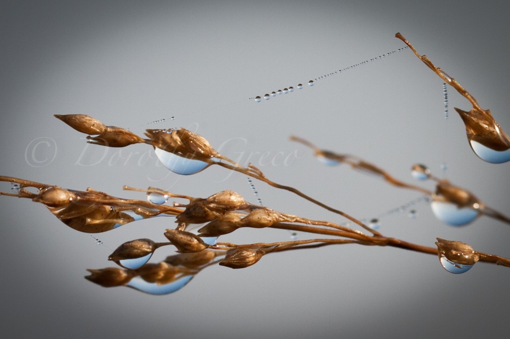 Morning dew, Westport, MA