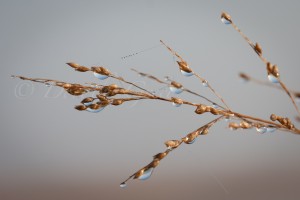 Westport, dew on grain