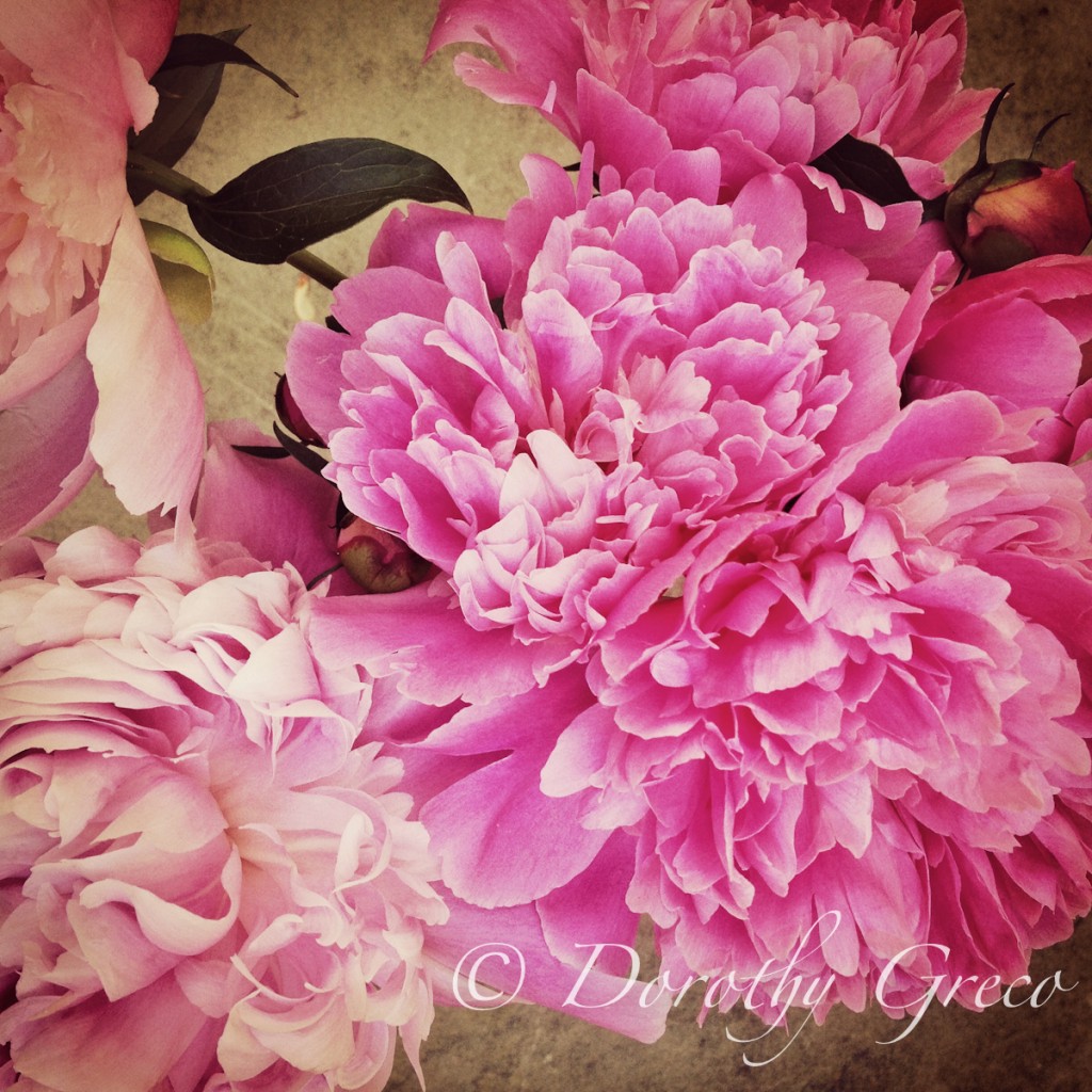 ipeony-Jun-0613-015-©DGreco