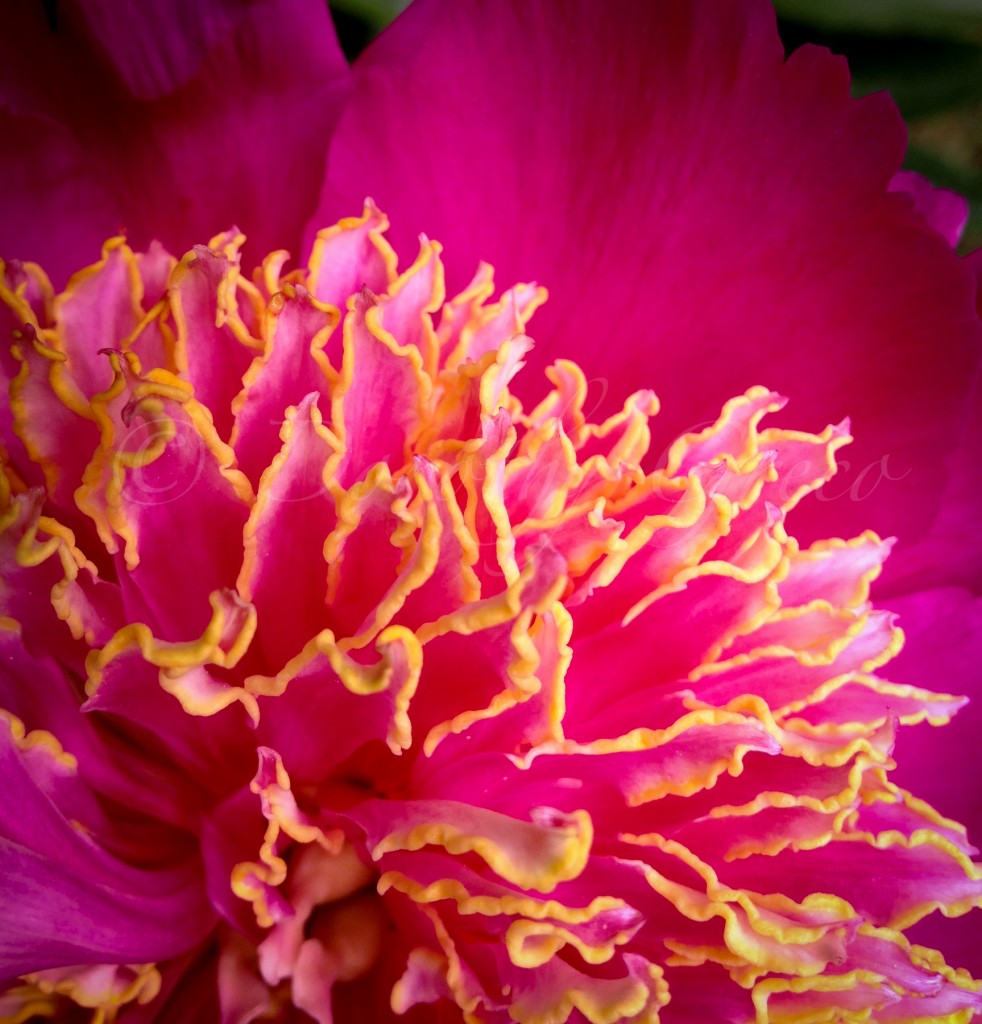 ipeony-Jun-0613-019-©DGreco