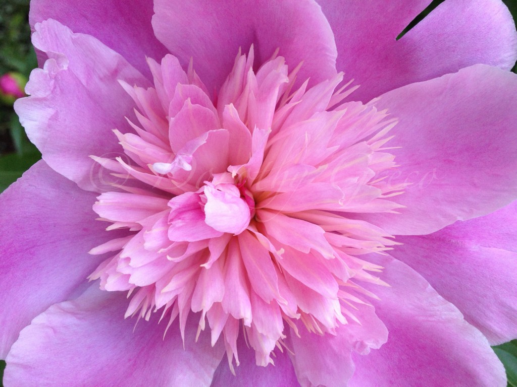 ipeony-Jun-0613-042-©DGreco