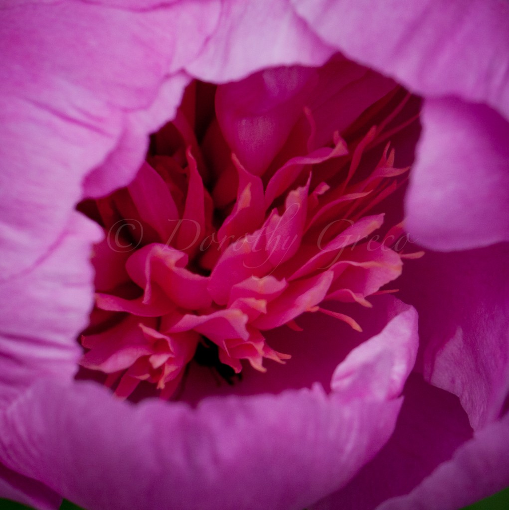 peony-Jun-0614-005-©DGreco-2