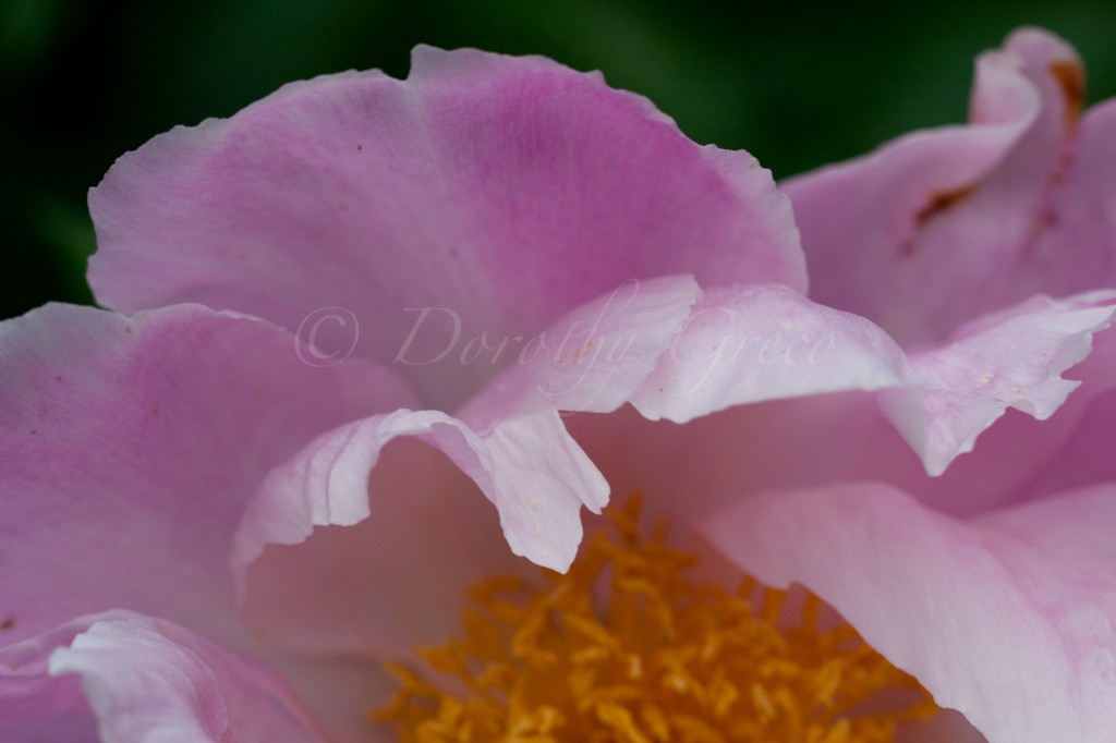 peony-Jun-0614-029-©DGreco-2