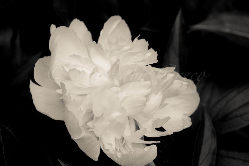 peony-Jun-0614-086-©DGreco